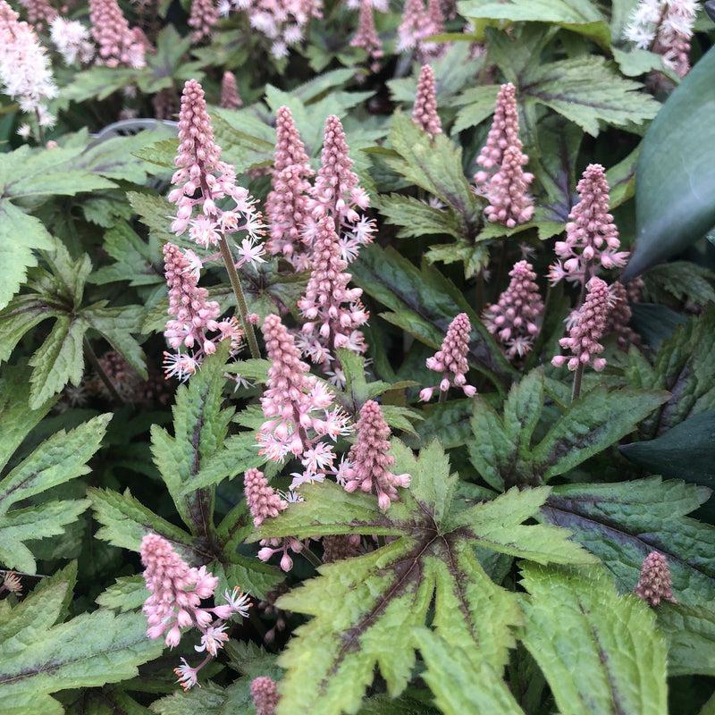 Tiarella X Pink Skyrocket - View 7 from www redcrocus com