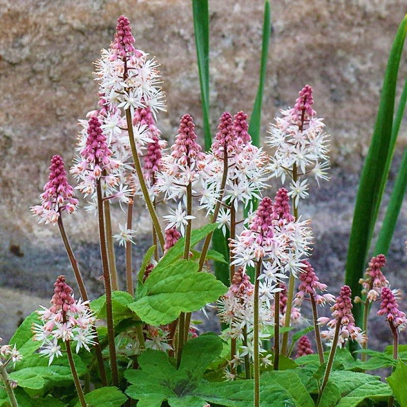 Tiarella X Pink Skyrocket - View 8 from www redcrocus com