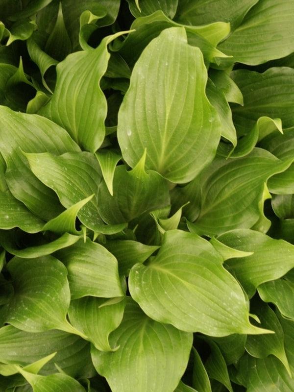 Hosta X 27sorbet 27 13 9f90f41a A2e5 42e5 8a38 8007cbb0f114 from www redcrocus com