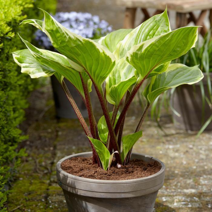 Hosta X 27sorbet 27 15 F0b39b85 B9fd 4a18 8a2d 15437a44e4ad from www redcrocus com