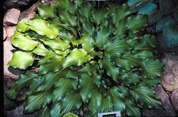 Hosta X 27sorbet 27 16 4463ac15 707b 4ce0 B232 241c1ca13c49 from www redcrocus com