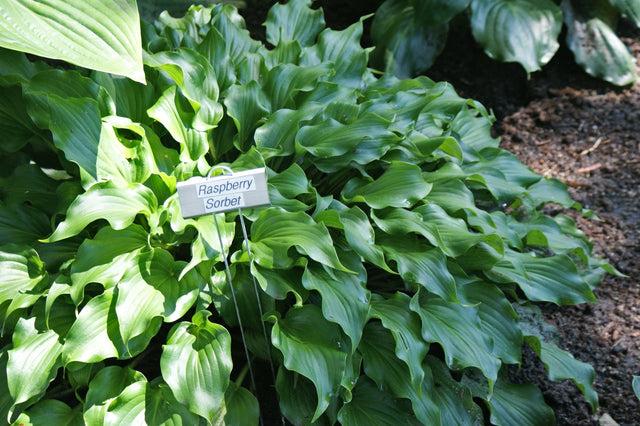 Hosta X 27sorbet 27 19 4f8373df 9ed7 43d0 B159 679ae1ecf5a0 from www redcrocus com