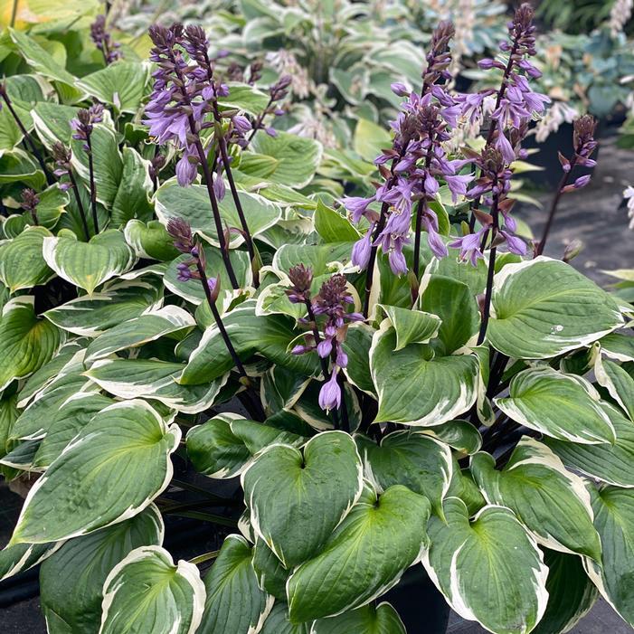 Hosta X 27sorbet 27 1 Eb5db09c 09a2 4b80 Af09 D8af7249616f from www redcrocus com