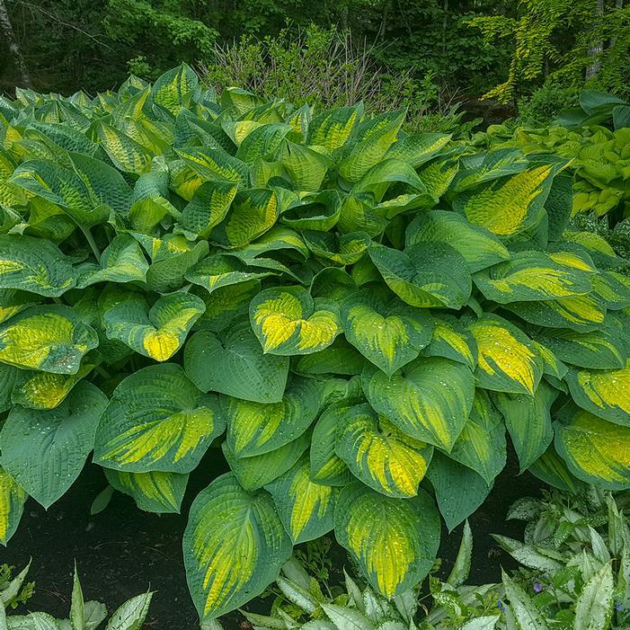 Hosta X 27sorbet 27 20 1eb1da28 1588 41f9 Bdf1 24fbd3203adb from www redcrocus com