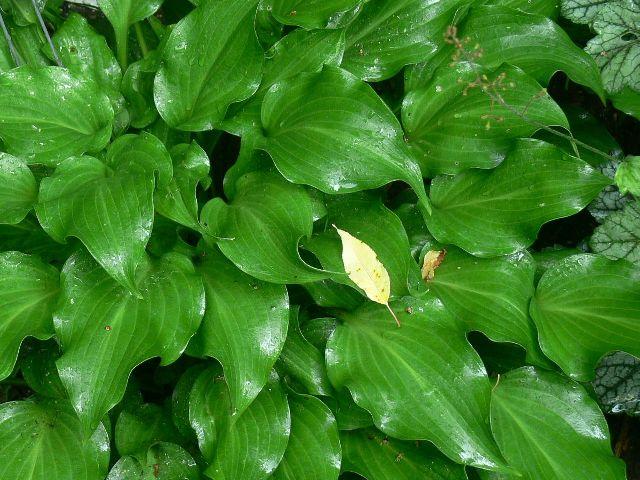 Hosta X 27sorbet 27 22 C0c0d0cf 6ce2 4c77 Aa48 6ad705728b98 from www redcrocus com