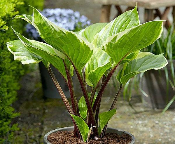 Hosta X 27sorbet 27 23 09881cad 2114 4542 957d Ad982d03c924 from www redcrocus com