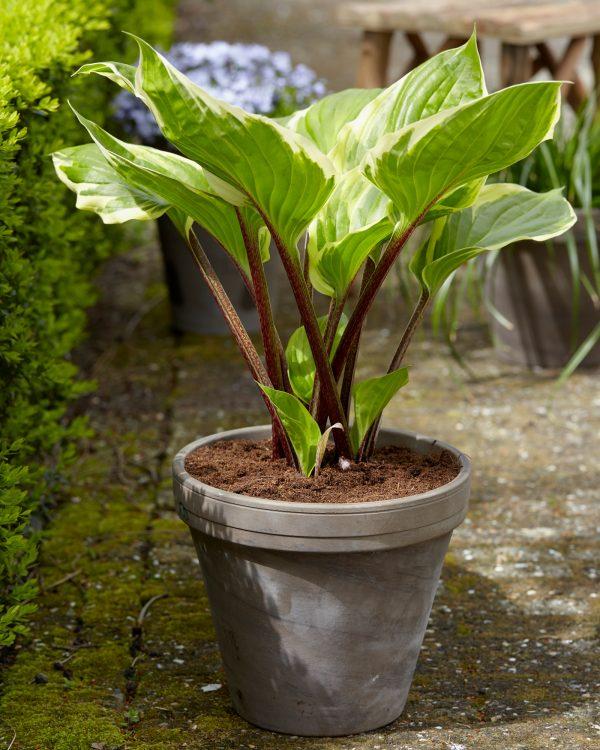 Hosta X 27sorbet 27 24 3747872a D5e2 40e2 9e86 210b1da821e1 from www redcrocus com