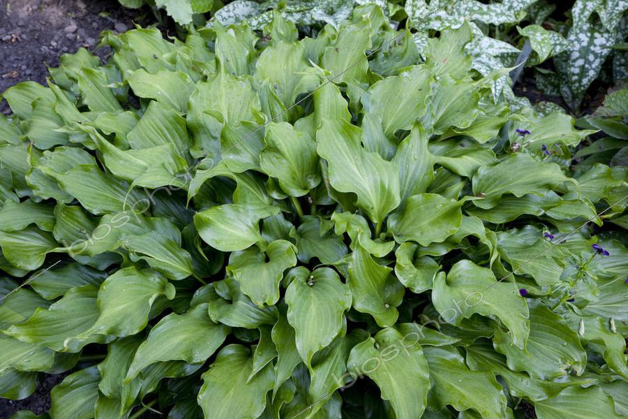 Hosta X 27sorbet 27 26 D66c76e5 Af43 41cd 9e89 0a478f29b0fa from www redcrocus com