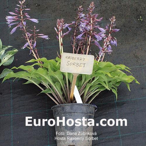 Hosta X 27sorbet 27 27 0fedb216 Ce74 46ce A8f9 5779b35c31d8 from www redcrocus com
