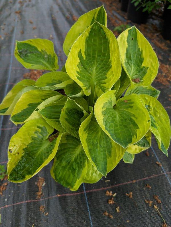 Hosta X 27sorbet 27 28 38ec511c Ef44 4dd4 Ae88 7d3e30ab1771 from www redcrocus com