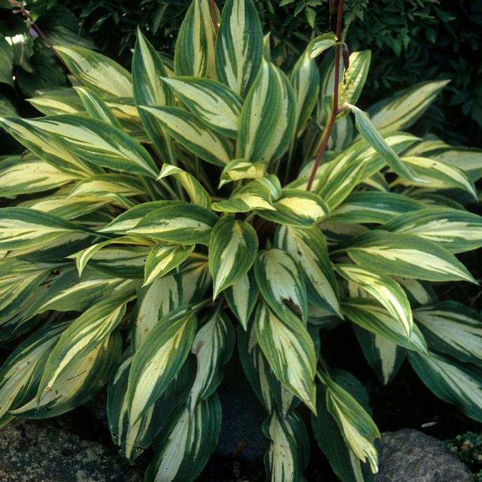 Hosta X 27sorbet 27 32 0afada69 3885 45a8 B72f 8ff301e79d6b from www redcrocus com