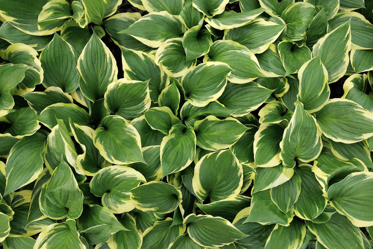Hosta X 27sorbet 27 3 0aa74524 4064 4dcf 84f9 477c855c82ce from www redcrocus com