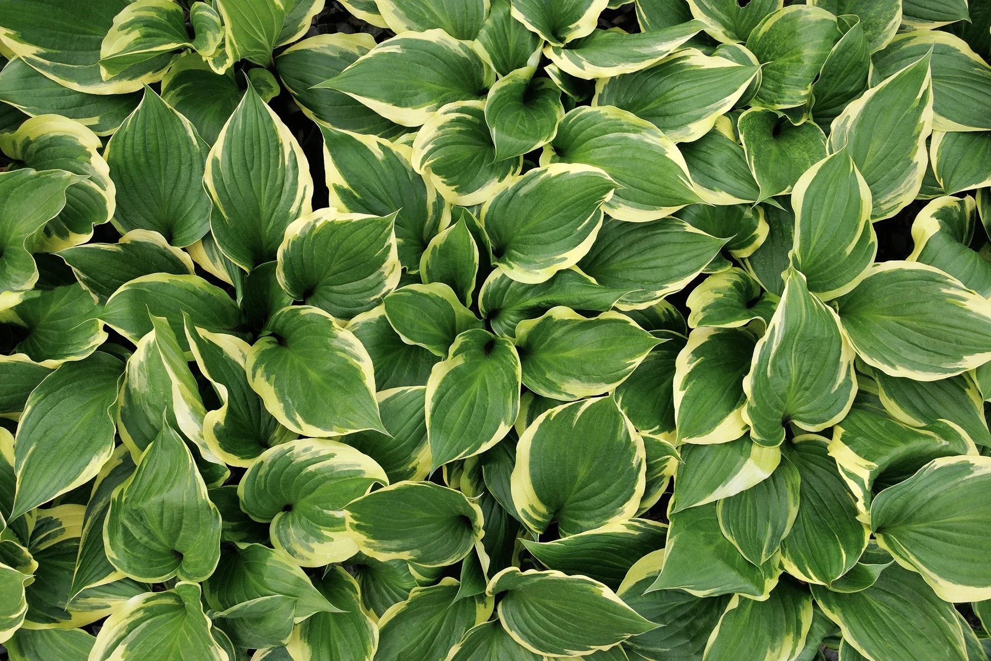 Hosta X 27sorbet 27 3 0aa74524 4064 4dcf 84f9 477c855c82ce from www redcrocus com