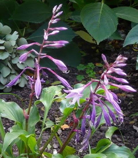 Hosta X 27sorbet 27 5 2e09983b 7e4c 4e68 964a 06723faa794b from www redcrocus com