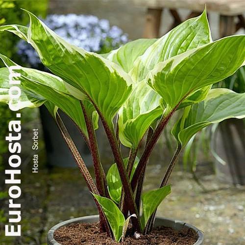 Hosta X 27sorbet 27 7 119b6a0d 51eb 4a30 8136 E06df09751a2 from www redcrocus com