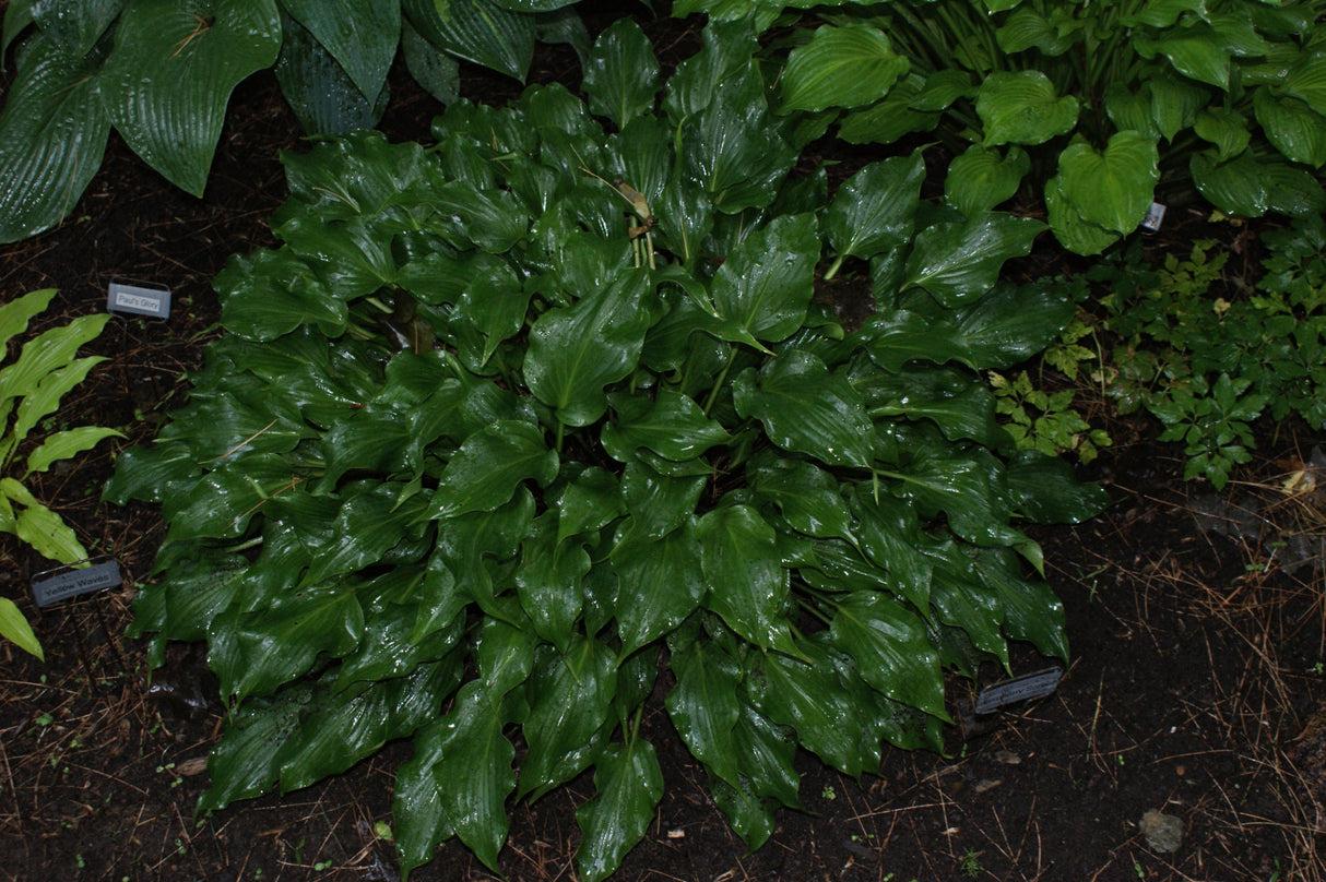 Hosta X 'sorbet' - View 8 from www redcrocus com