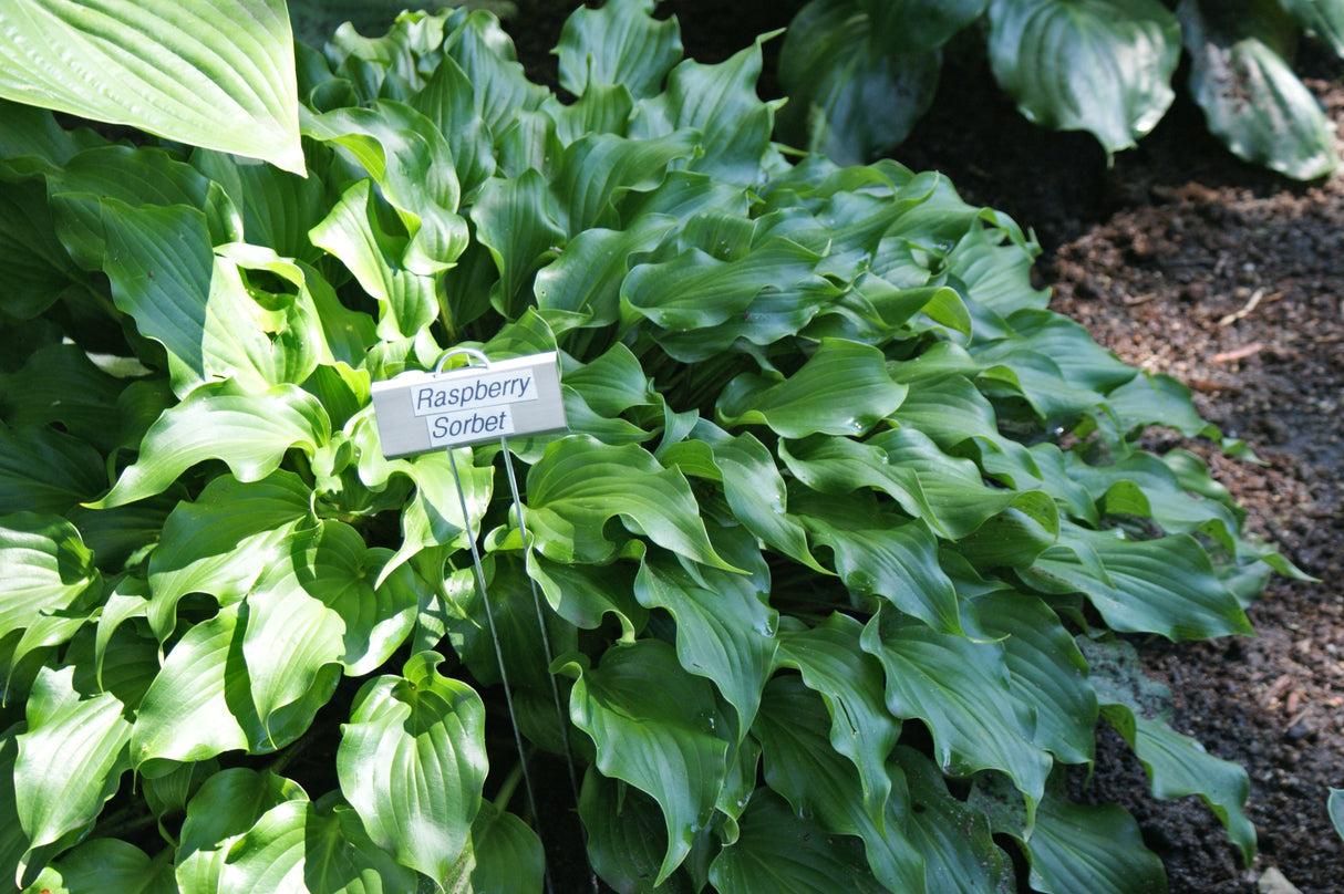 Hosta X 'sorbet' - View 9 from www redcrocus com