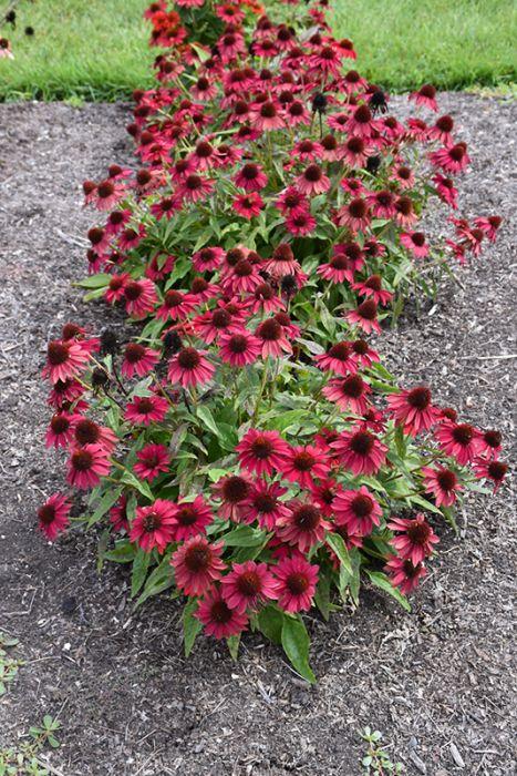 Echinacea X Purpurea 27sombrero Baja Burgundy 27 11 8aa5ea53 3ab8 4a68 A36b 07b4be02af52 from www redcrocus com