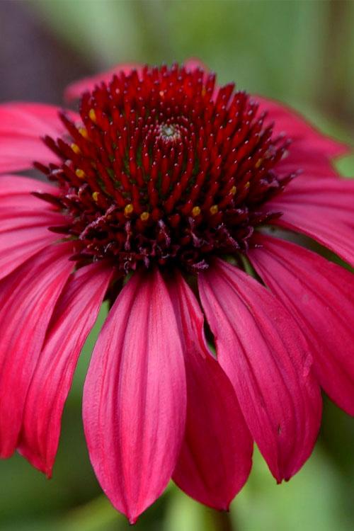 Echinacea X Purpurea 27sombrero Baja Burgundy 27 13 6d2670dd 42d9 4ec6 831d Ff325af8644a from www redcrocus com