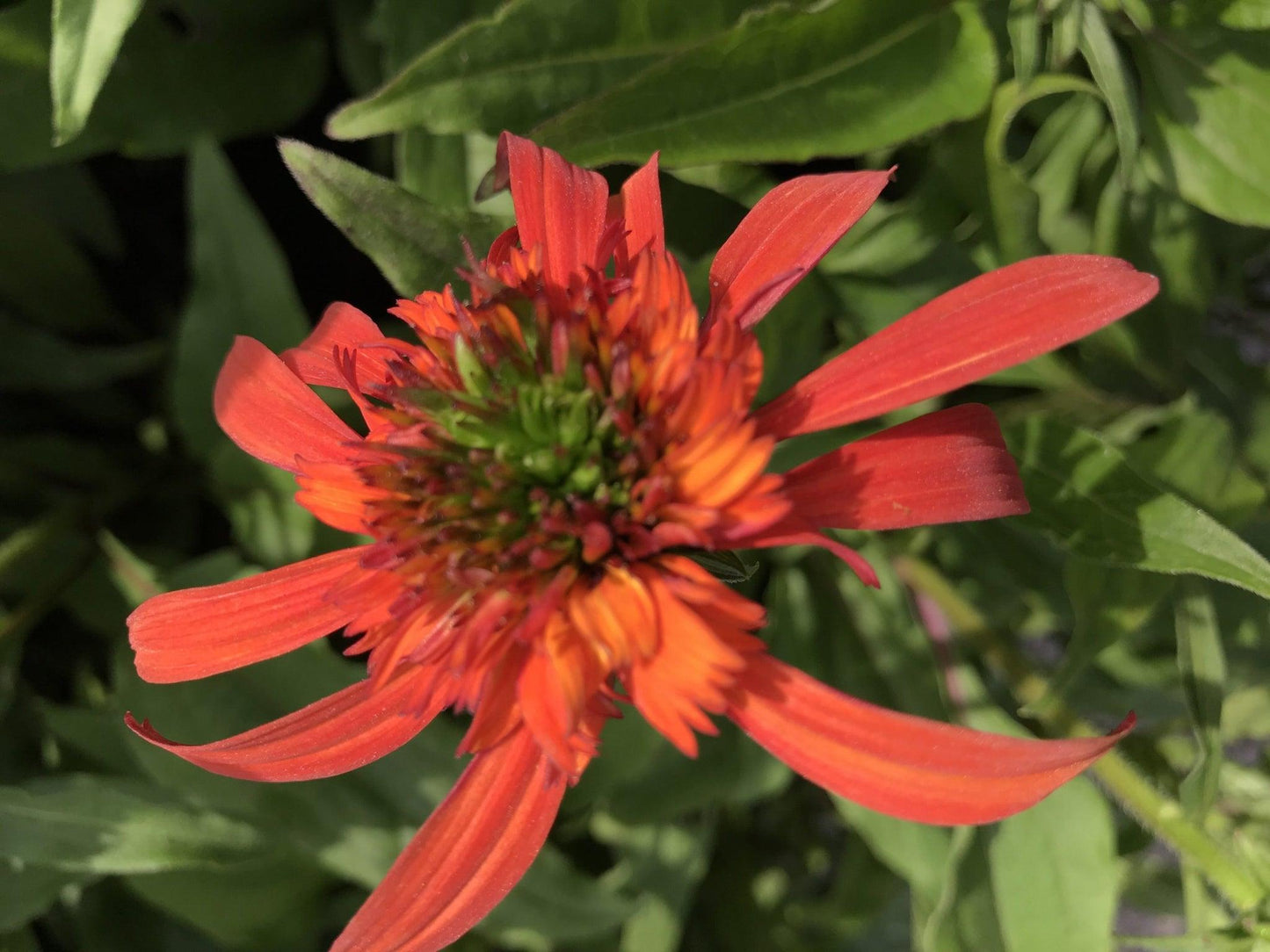 Echinacea X Purpurea 27sombrero Baja Burgundy 27 14 B715536e C5b8 45e4 A7a9 49bc8854a554 from www redcrocus com