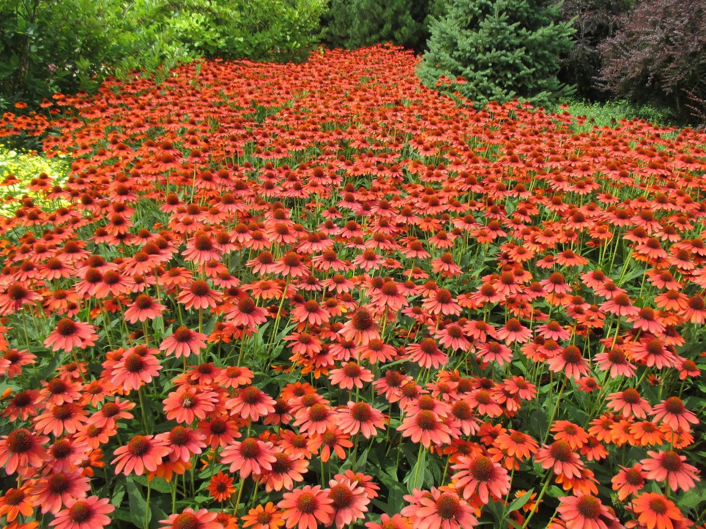 Echinacea X Purpurea 27sombrero Baja Burgundy 27 15 Abd97ce3 7556 4c50 B3fd F4bdfb94dfb8 from www redcrocus com