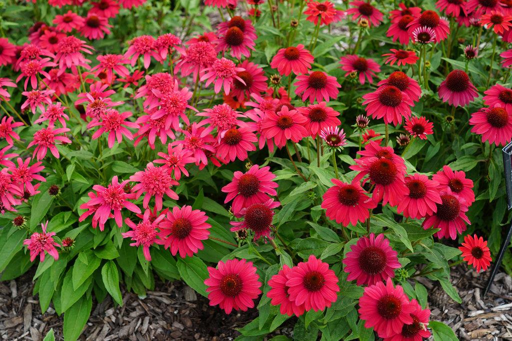 Echinacea X Purpurea 27sombrero Baja Burgundy 27 1 1c0b5e18 5674 425b 8ad2 73e1370c07d4 from www redcrocus com