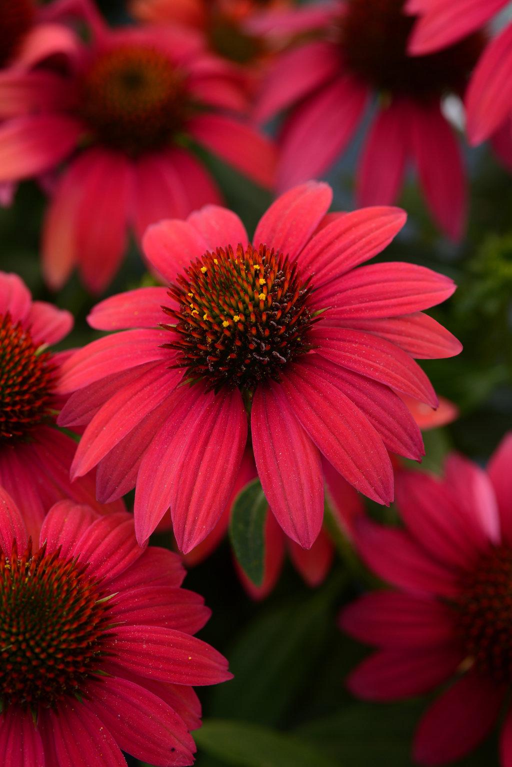 Echinacea X Purpurea 27sombrero Baja Burgundy 27 2 17247df4 E07a 4ef3 99cf E8dcc26a1696 from www redcrocus com