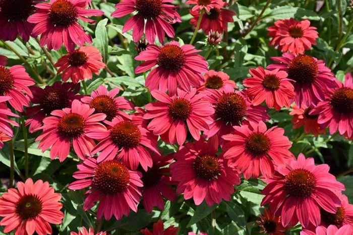 Echinacea X Purpurea 27sombrero Baja Burgundy 27 3 B038fa3d E106 4cb4 91ec F889a1bac228 from www redcrocus com