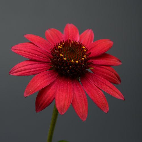 Echinacea X Purpurea 27sombrero Baja Burgundy 27 4 3dc6051b B3ce 43b0 9eef 04b169f8fb75 from www redcrocus com
