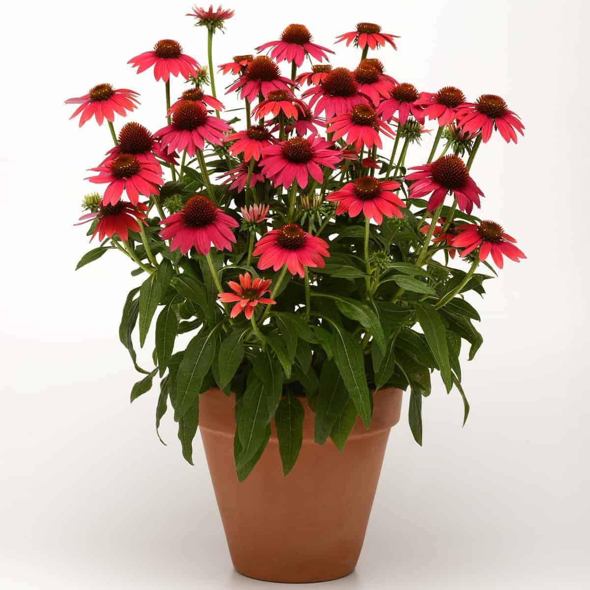 Echinacea X Purpurea 27sombrero Baja Burgundy 27 5 E54ded8d 0896 46b0 B8a4 89b206e500e9 from www redcrocus com