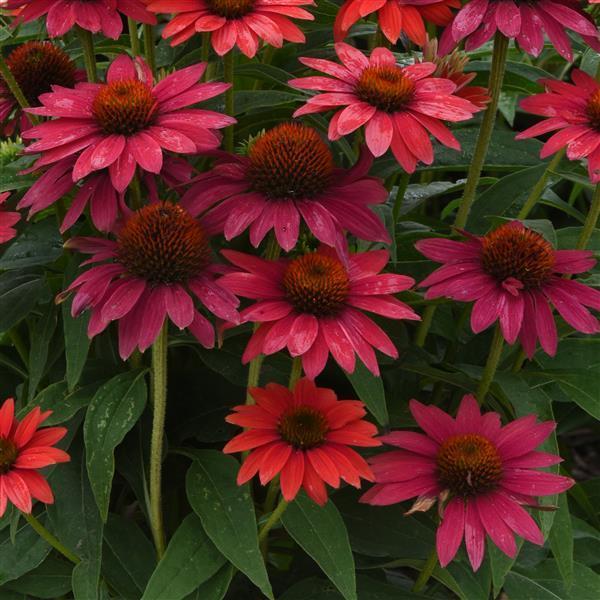 Echinacea X Purpurea 27sombrero Baja Burgundy 27 6 230c47d5 Ff9d 4aa8 B8b9 83a11801d0a7 from www redcrocus com