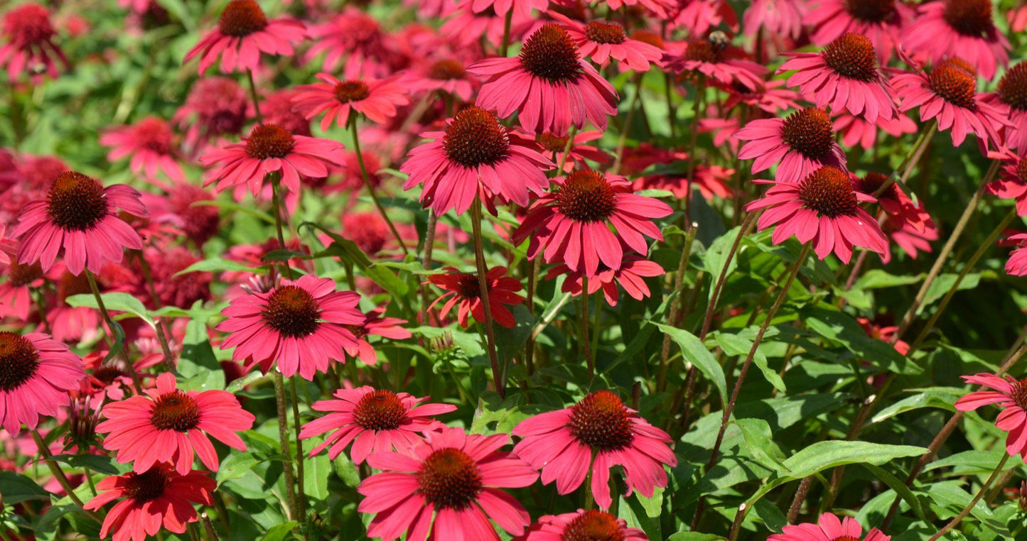 Echinacea X Purpurea 27sombrero Baja Burgundy 27 7 2b25edef 7d0f 4da4 90c8 D9f2995de1e9 from www redcrocus com