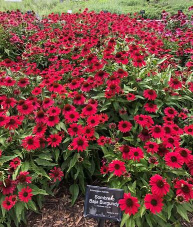 Echinacea X Purpurea 27sombrero Baja Burgundy 27 8 A989e660 Cea2 408f Bc3d Ded43f5d9947 from www redcrocus com