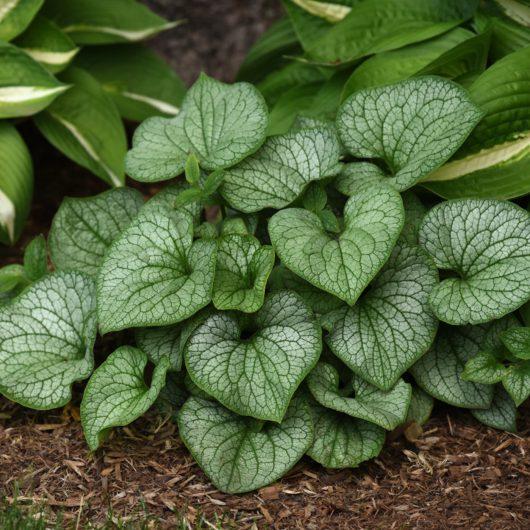 Brunnera Macro 'permafrost' - View 11 from www redcrocus com