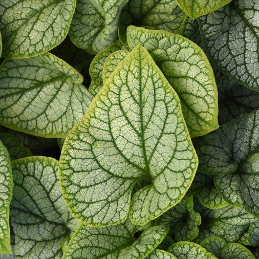 Brunnera Macro 'permafrost' - View 12 from www redcrocus com