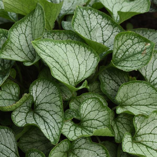 Brunnera Macro 'permafrost' - View 13 from www redcrocus com