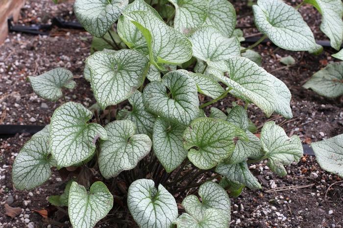 Brunnera Macro 'permafrost' - View 14 from www redcrocus com