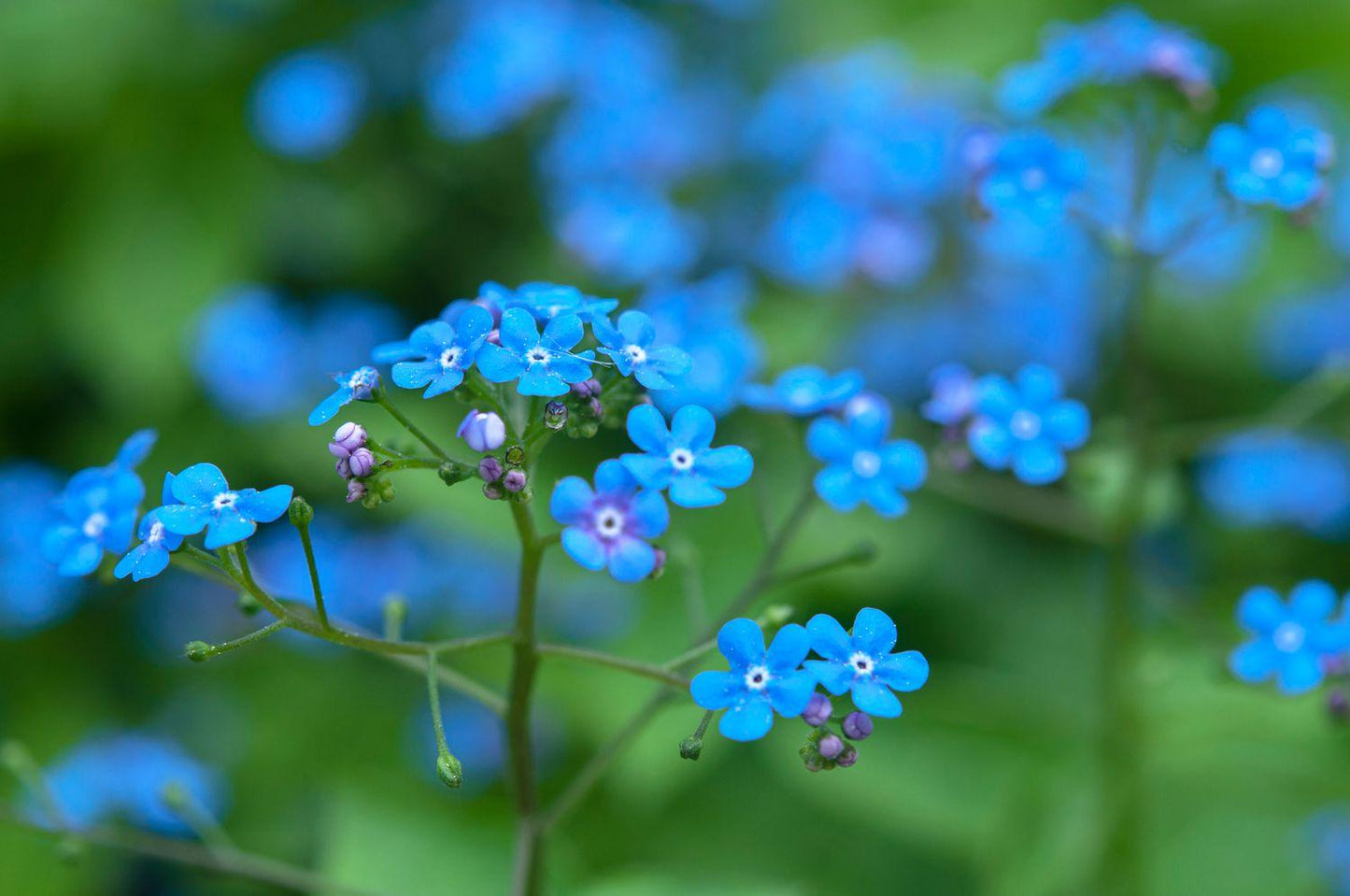 Brunnera Macro 'permafrost' - View 16 from www redcrocus com
