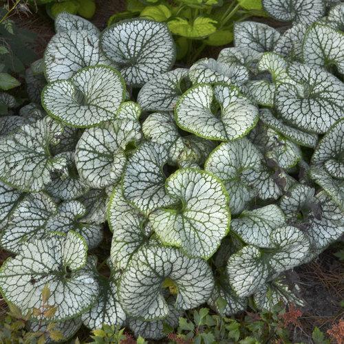 Brunnera Macro 'permafrost' - View 17 from www redcrocus com