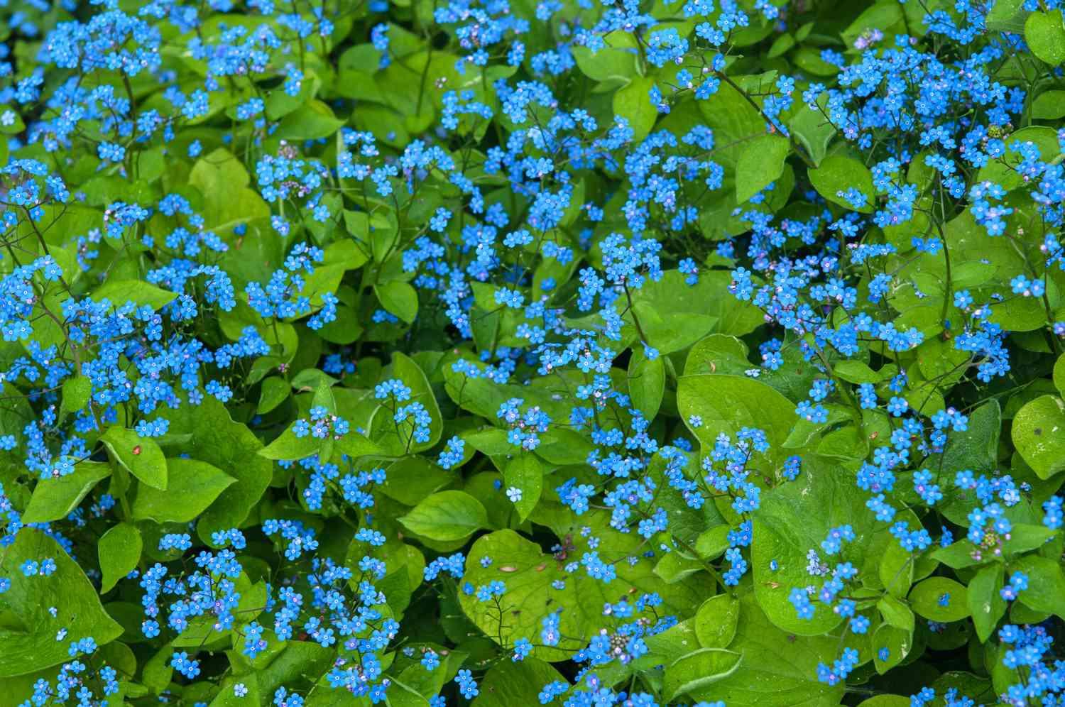 Brunnera Macro 'permafrost' - View 18 from www redcrocus com