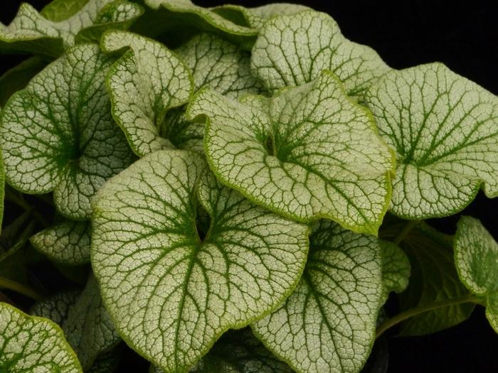 Brunnera Macro 'permafrost' - View 19 from www redcrocus com