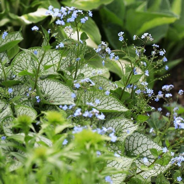 Brunnera Macro 'permafrost' - View 1 from www redcrocus com