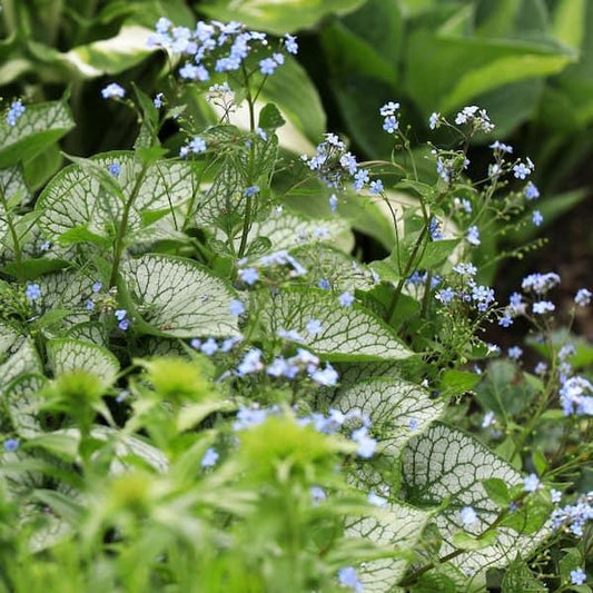 Brunnera Macro 'permafrost' - View 1 from www redcrocus com