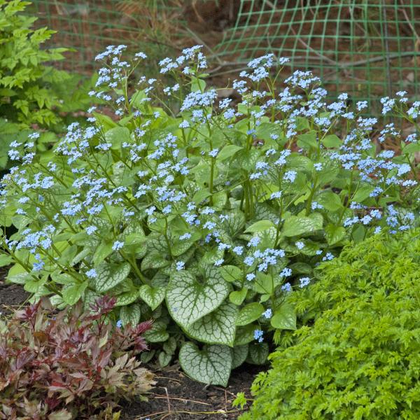 Brunnera Macro 'permafrost' - View 20 from www redcrocus com