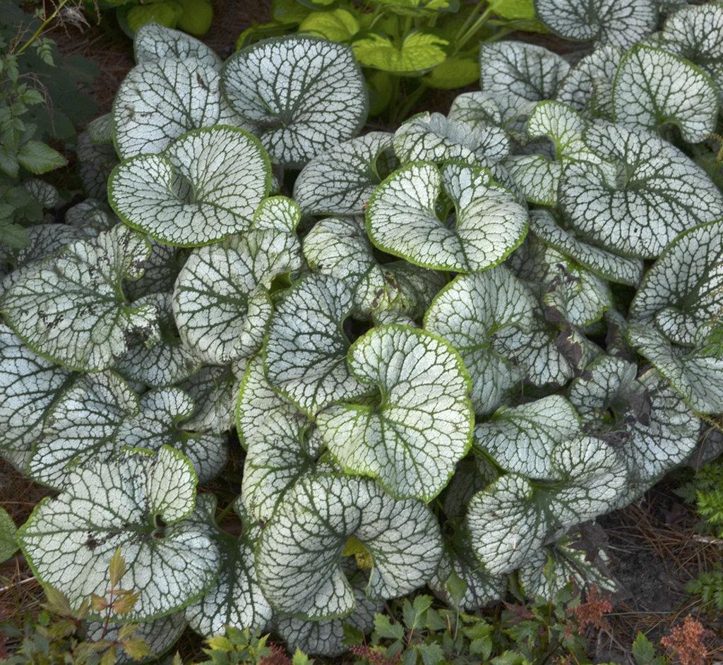 Brunnera Macro 'permafrost' - View 21 from www redcrocus com