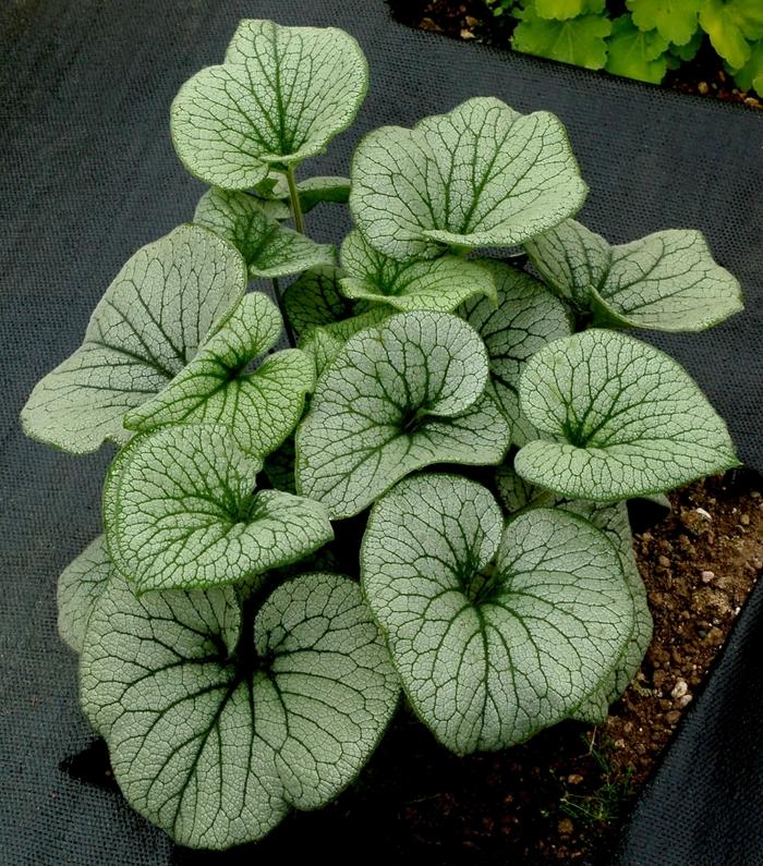 Brunnera Macro 'permafrost' - View 22 from www redcrocus com