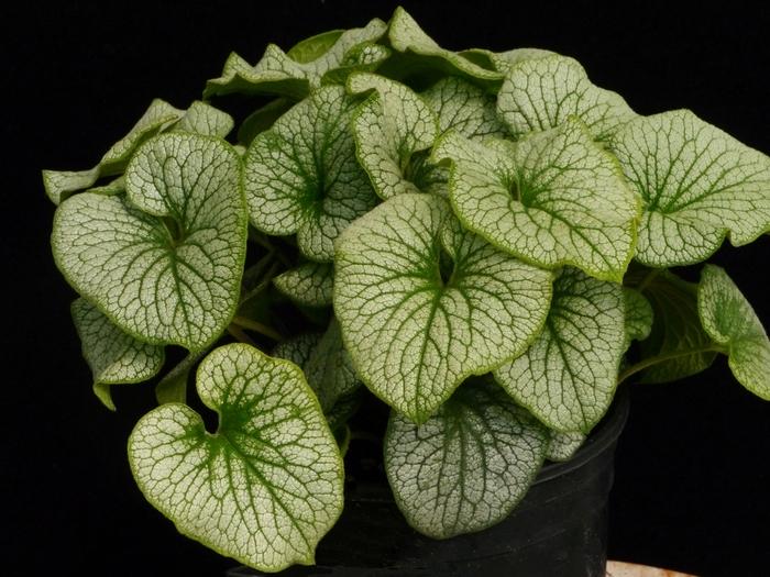 Brunnera Macro 'permafrost' - View 23 from www redcrocus com