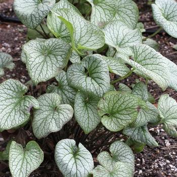 Brunnera Macro 'permafrost' - View 27 from www redcrocus com
