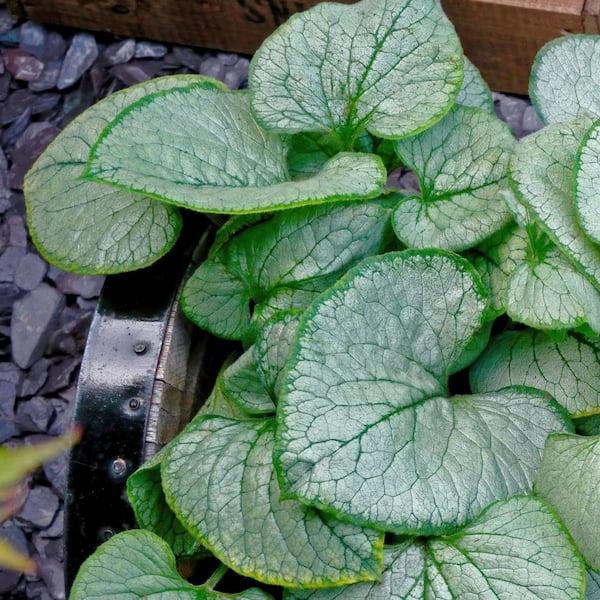 Brunnera Macro 'permafrost' - View 2 from www redcrocus com