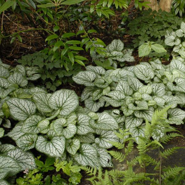 Brunnera Macro 'permafrost' - View 33 from www redcrocus com